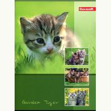 Zeszyt A5 w 3 linie 16 kartek, 5905184038427